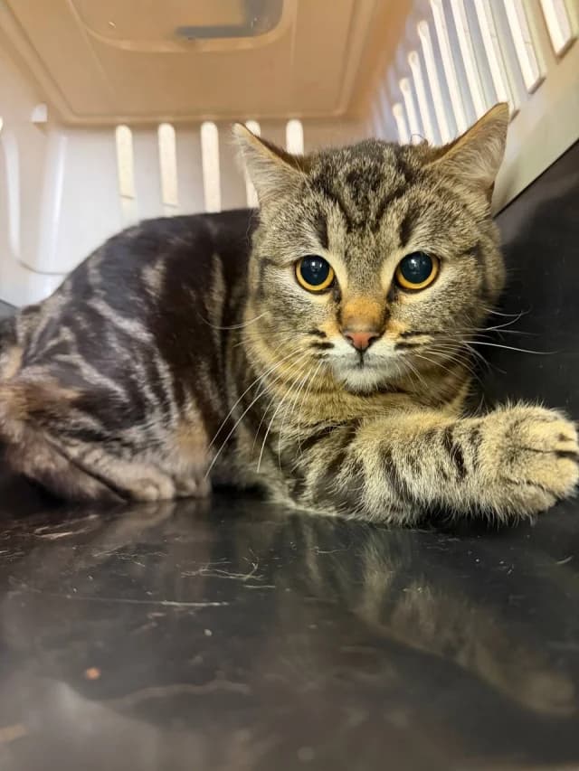 Cat 28562, female young Mixed Breed for adoption at Pets Tallinn Shelter, Tallinn