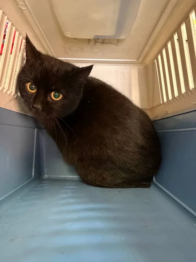 Cat 28564, female young Mixed Breed for adoption at Pets Tallinn Shelter, Tallinn