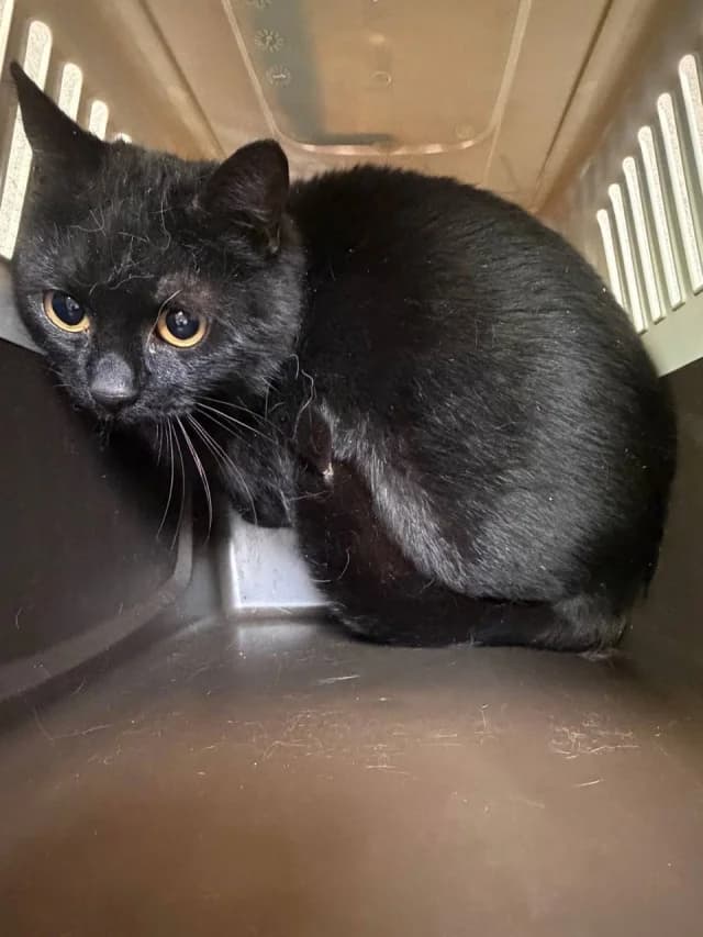 Cat 28566, female young Mixed Breed for adoption at Pets Tallinn Shelter, Tallinn