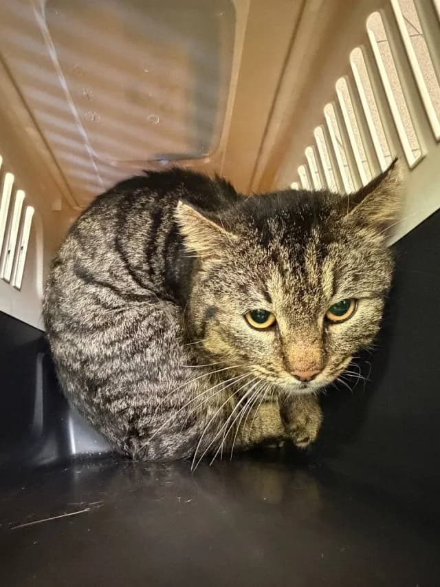 Cat 28567, female young Mixed Breed for adoption at Pets Tallinn Shelter, Tallinn