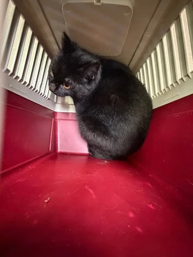 Cat 28568, female young Mixed Breed for adoption at Pets Tallinn Shelter, Tallinn