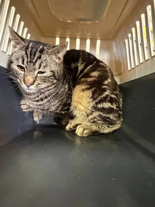 Cat 28569, Mixed Breed (Pets Tallinn Shelter)