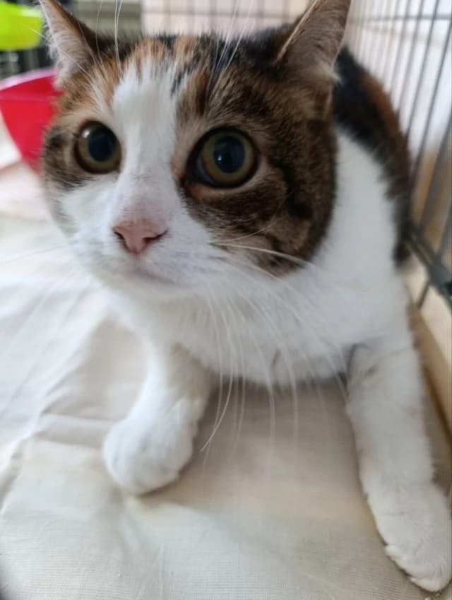 Cat 28574, Mixed Breed (Pets Tallinn Shelter)