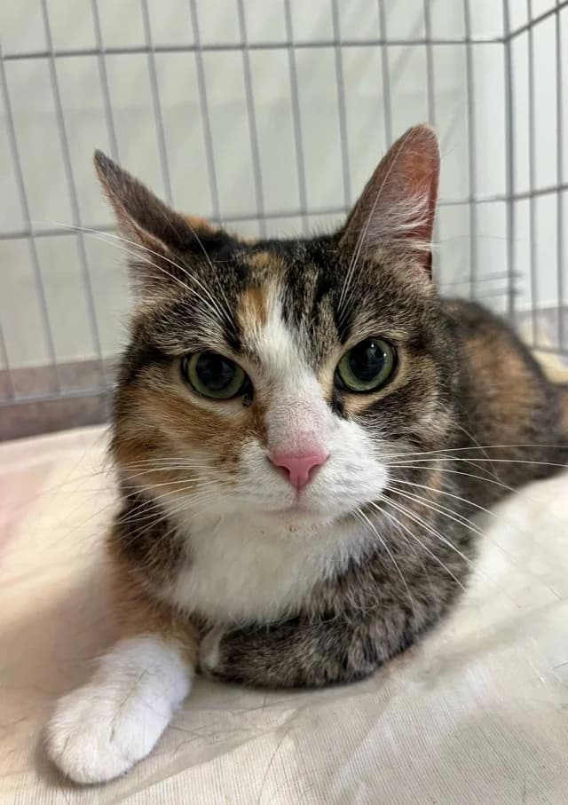 Cat 28575, Mixed Breed (Pets Tallinn Shelter)