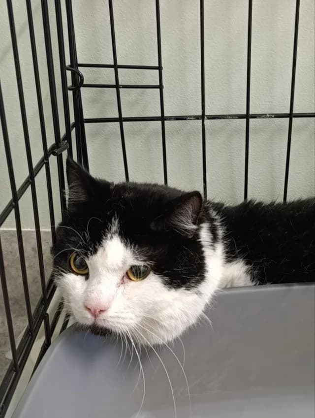 Cat 28576, Mixed Breed (Pets Tallinn Shelter)
