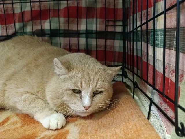 Cat 28578, female young Mixed Breed for adoption at Pets Tallinn Shelter, Tallinn