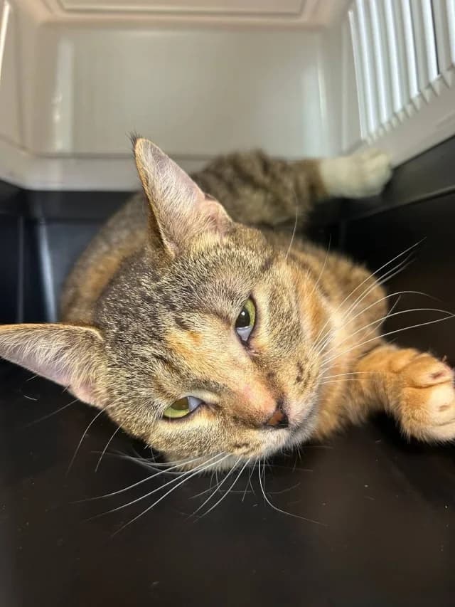 Cat 28581, female young Mixed Breed for adoption at Pets Tallinn Shelter, Tallinn