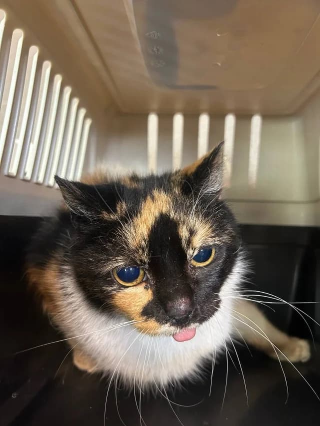 Cat 28582, female young Mixed Breed for adoption at Pets Tallinn Shelter, Tallinn