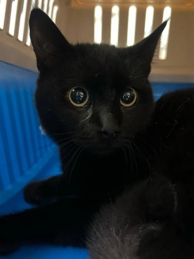 Cat 28584, female young Mixed Breed for adoption at Pets Tallinn Shelter, Tallinn