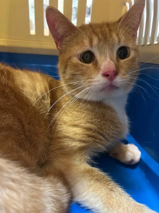 Cat 28585, female young Mixed Breed for adoption at Pets Tallinn Shelter, Tallinn
