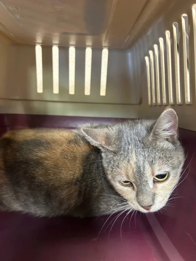 Cat 28586, female young Mixed Breed for adoption at Pets Tallinn Shelter, Tallinn