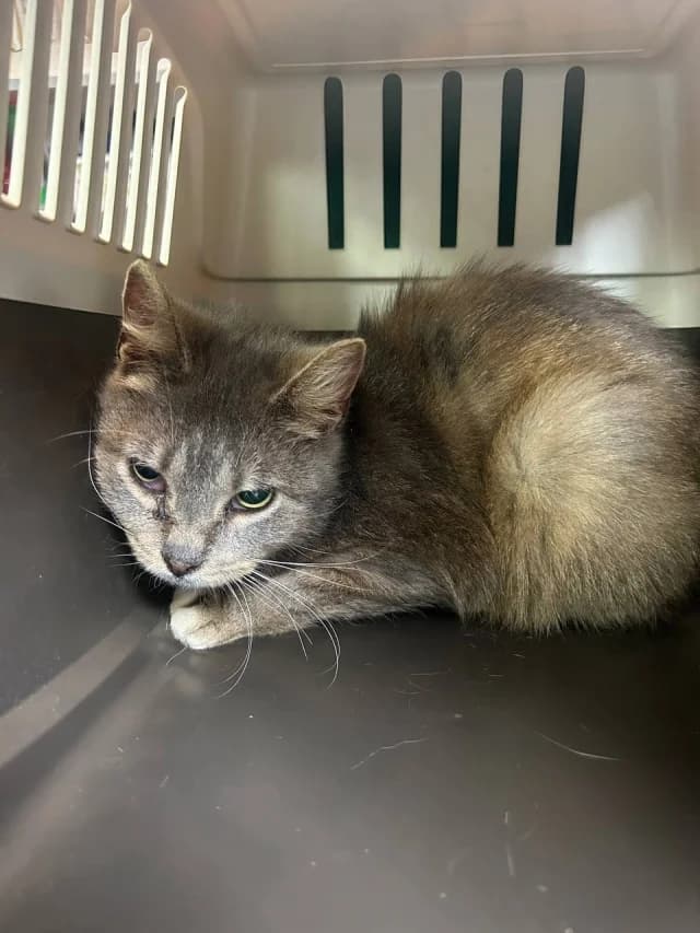 Cat 28587, female young Mixed Breed for adoption at Pets Tallinn Shelter, Tallinn