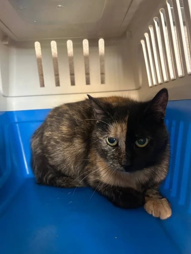 Cat 28593, female young Mixed Breed for adoption at Pets Tallinn Shelter, Tallinn