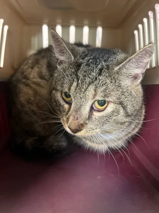 Cat 28595, Mixed Breed (Pets Tallinn Shelter)