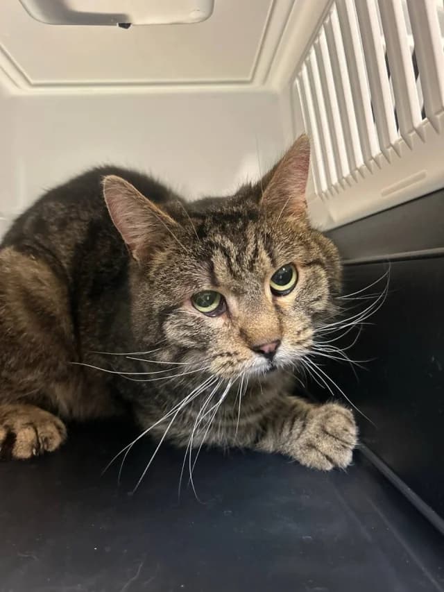 Cat 28596, female young Mixed Breed for adoption at Pets Tallinn Shelter, Tallinn