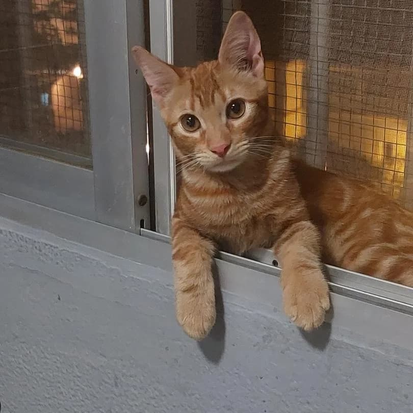 David+Leucemia, Short male young Mixed Breed for adoption at Triple A Marbella, Marbella