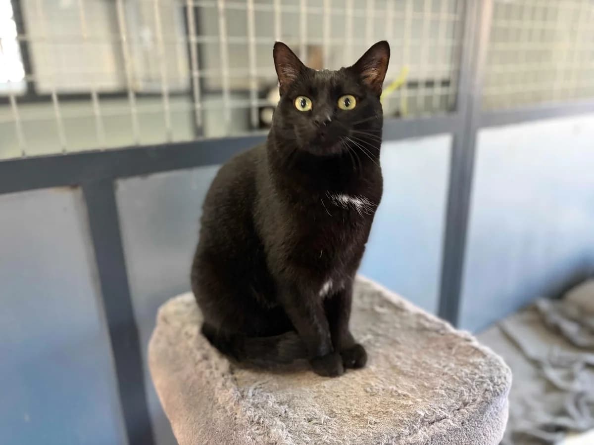 Mami, Short female 3yo Mixed Breed for adoption at Triple A Marbella, Marbella
