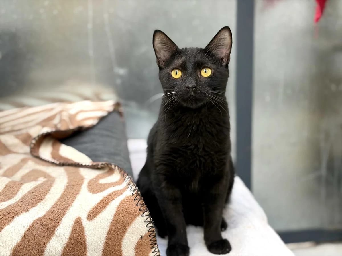 Santiago, Short male puppy Domestic Shorthair for adoption at Triple A Marbella, Marbella