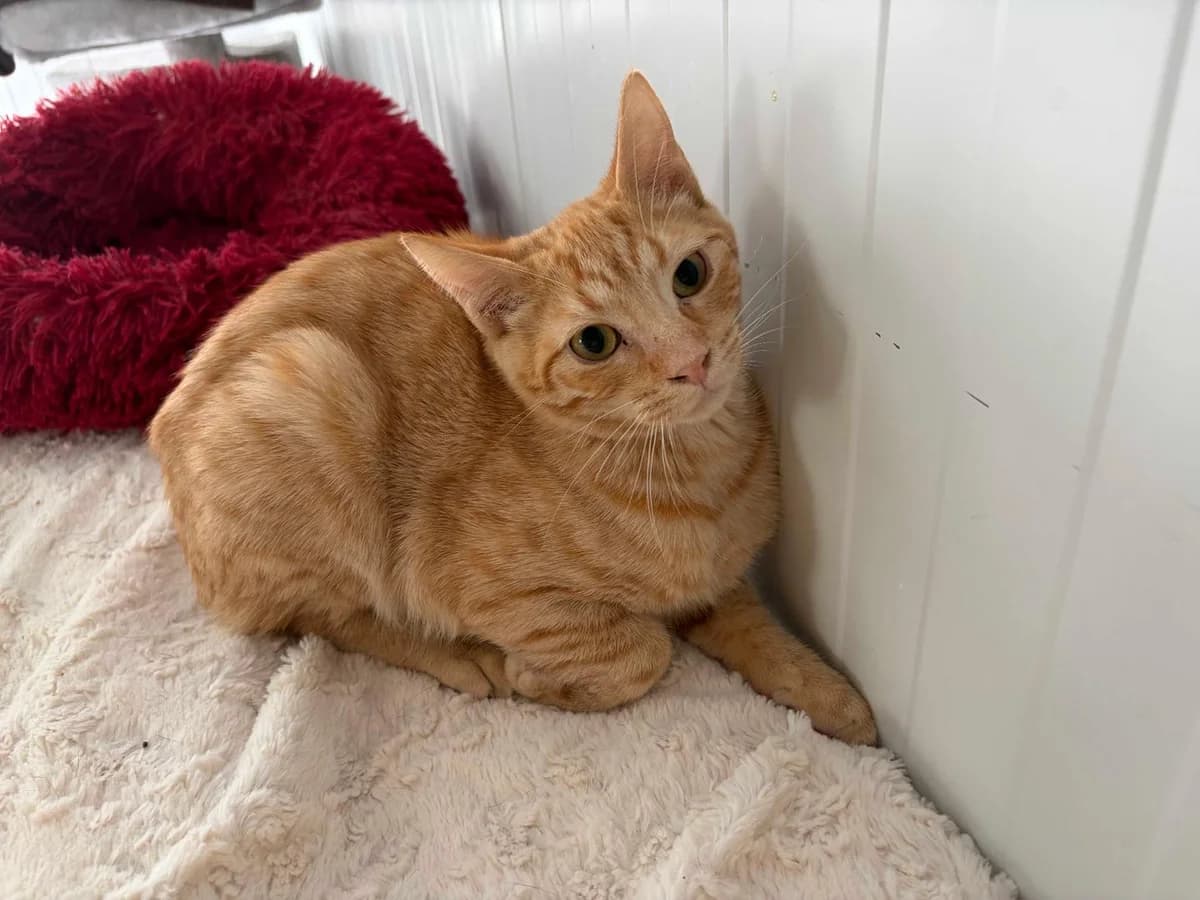 Calum, Ceris, Charlie, Domestic Shorthair (Triple A Marbella)