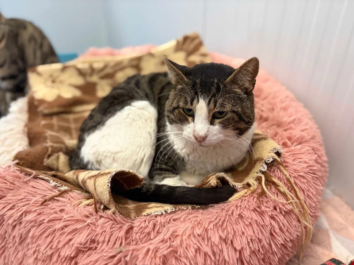 Dale +Sida, Short male 5yo Domestic Shorthair for adoption at Triple A Marbella, Marbella