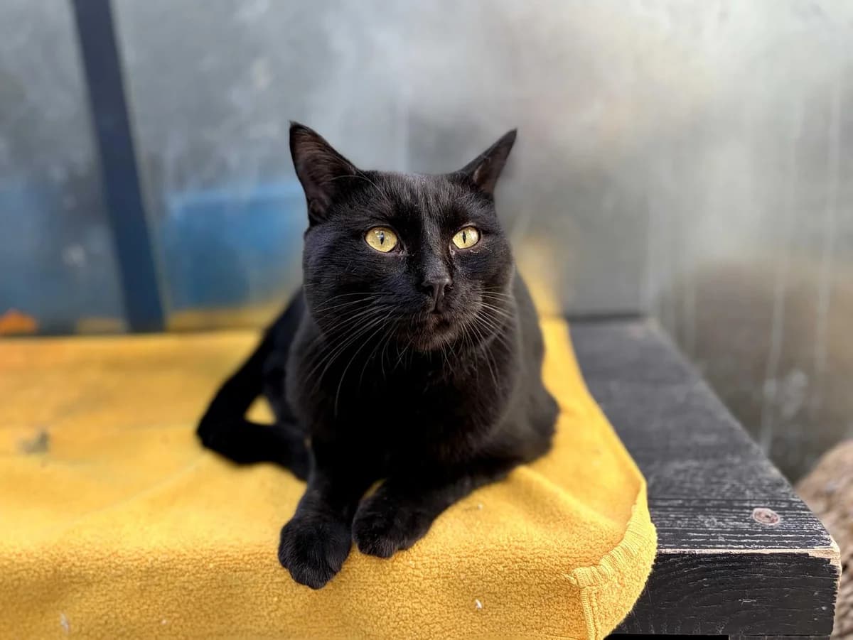 Papy, Short male 4yo Domestic Shorthair for adoption at Triple A Marbella, Marbella