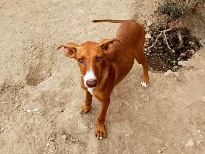 Dori, female Podenco for adoption at Valle Verde Animal Rescue, Granada