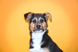 PHUKET, female senior Mixed Breed for adoption at El Refugio Madrid, Madrid