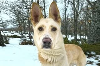 KLAUS, male senior Mixed Breed for adoption at El Refugio Madrid, Madrid