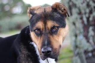 RANDOM, male senior Mixed Breed for adoption at El Refugio Madrid, Madrid