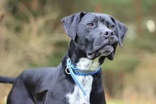 DIEGO, male senior Mixed Breed for adoption at El Refugio Madrid, Madrid