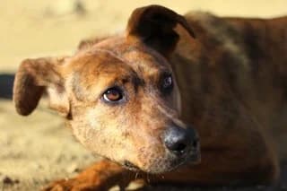 UKAN, brown male Mixed Breed for adoption at El Refugio Madrid, Madrid