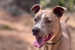 OLODUM, fawn male Mixed Breed for adoption at El Refugio Madrid, Madrid