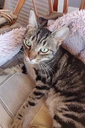 Linda, female mixed breed for adoption at Valle Verde Animal Rescue, Granada