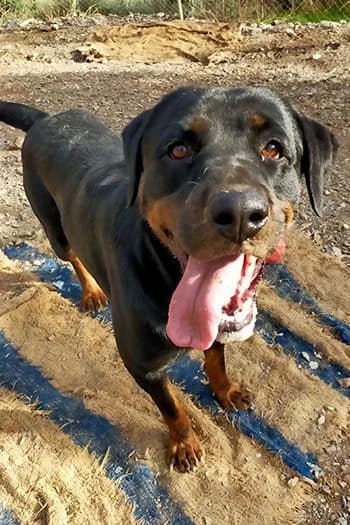 Portia, female puppy Rottweiler for adoption at Valle Verde Animal Rescue, Granada