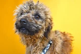 TENIENTE COLOMBO, male senior mixed breed for adoption at El Refugio Madrid, Madrid