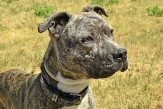GARLAND, male senior Pit Bull Terrier for adoption at El Refugio Madrid, Madrid