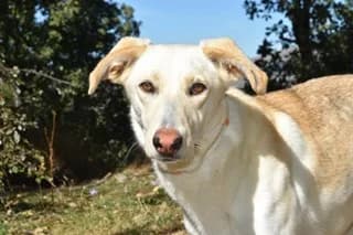 CHIPRA, cream female Mixed Breed for adoption at El Refugio Madrid, Madrid