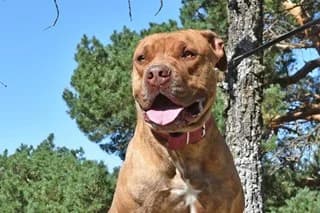 BRUS, male senior Pit Bull Terrier for adoption at El Refugio Madrid, Madrid