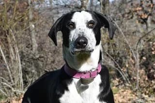 NOOR, female senior Mixed Breed for adoption at El Refugio Madrid, Madrid