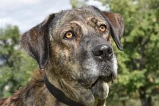 LOLA, female senior Spanish Mastiff for adoption at El Refugio Madrid, Madrid