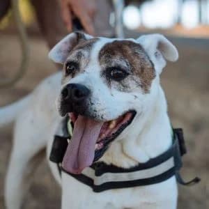 Tanqueray en adopción Colmenar, male English Bulldog for adoption at FAPAM, Malaga
