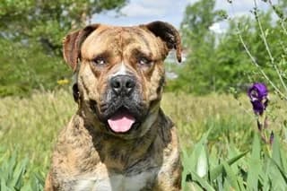 BILBO, male 7yo Mixed Breed for adoption at El Refugio Madrid, Madrid