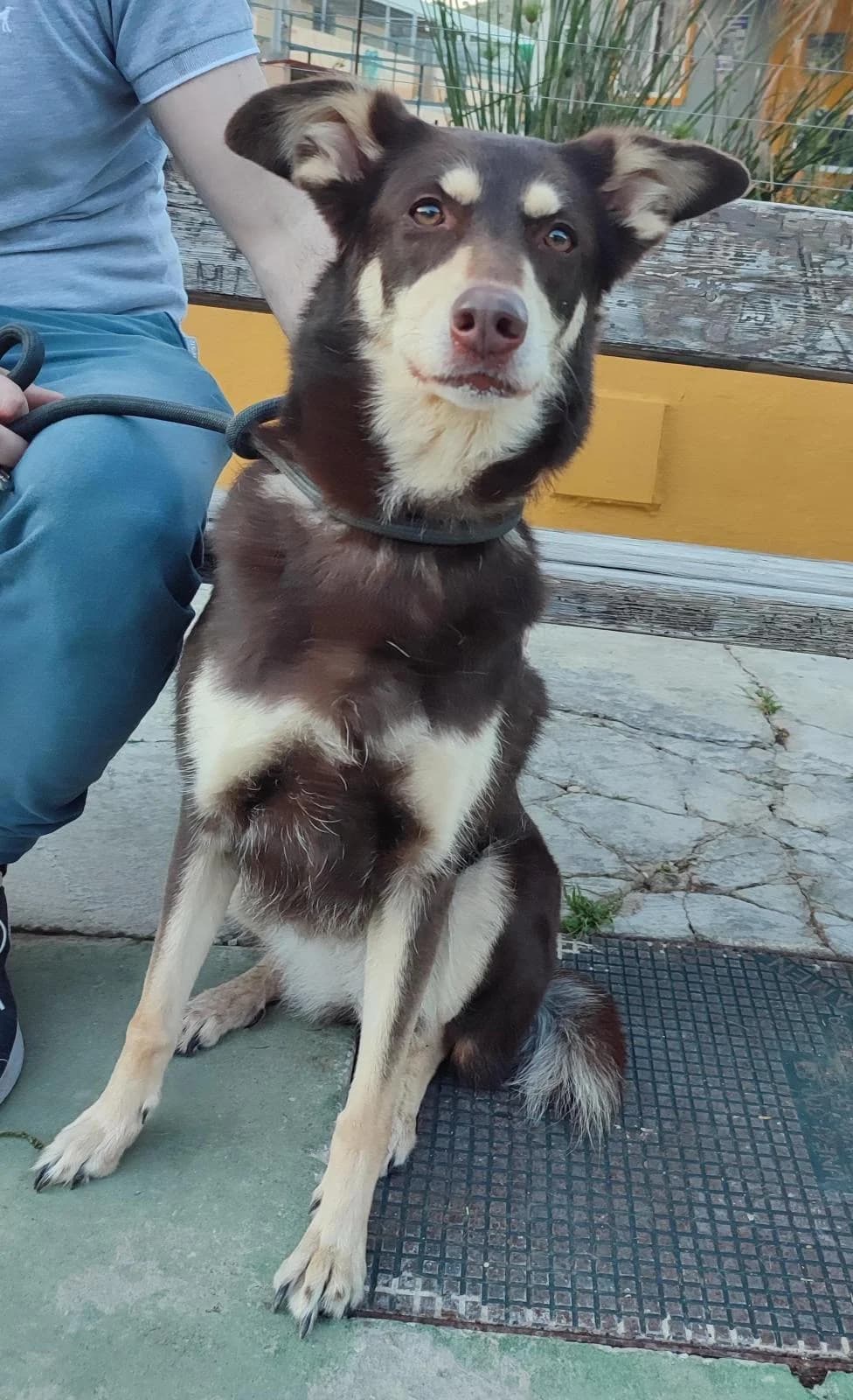 Trufa, black female mixed breed for adoption at Protectora Malaga, Málaga