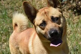 REX, male 5yo Mixed Breed for adoption at El Refugio Madrid, Madrid