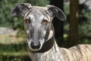 GURUGÚ, male senior Galgo Español for adoption at El Refugio Madrid, Madrid