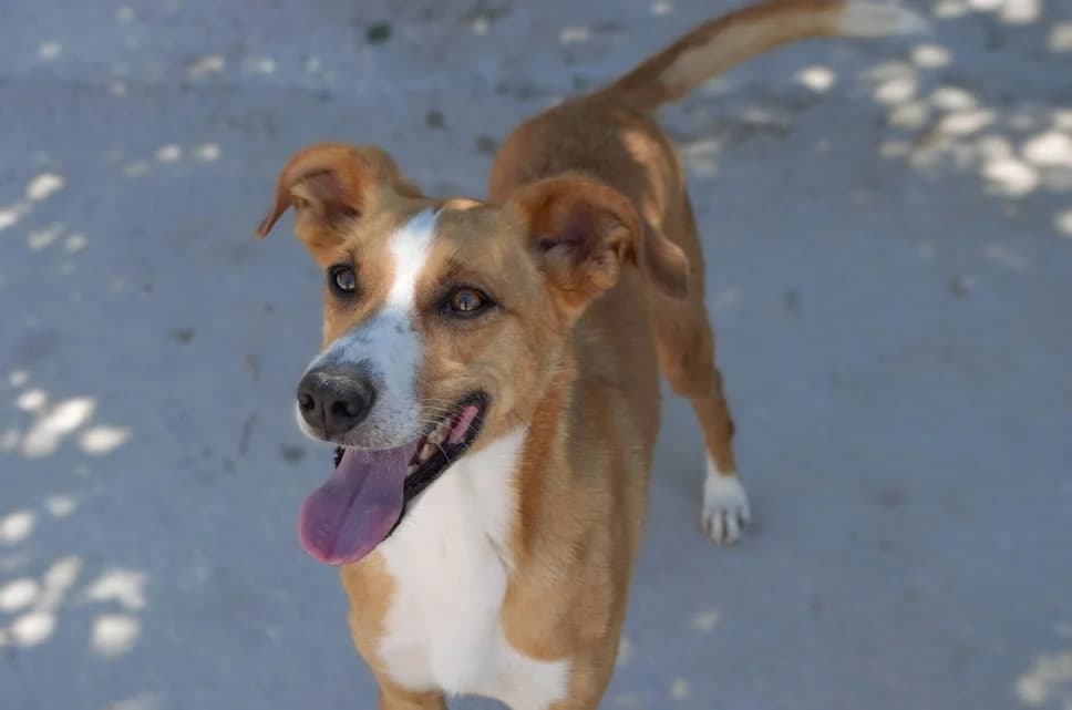 Leon, Podenco (Protectora Malaga)
