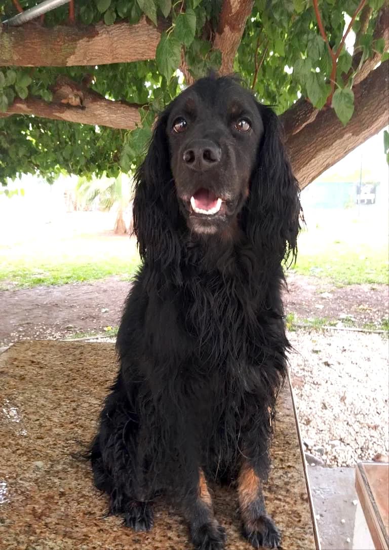 BRUNO, Cocker Spaniel (Protectora Malaga)