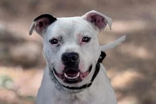 KEYSA, female 5yo Pit Bull Terrier for adoption at El Refugio Madrid, Madrid