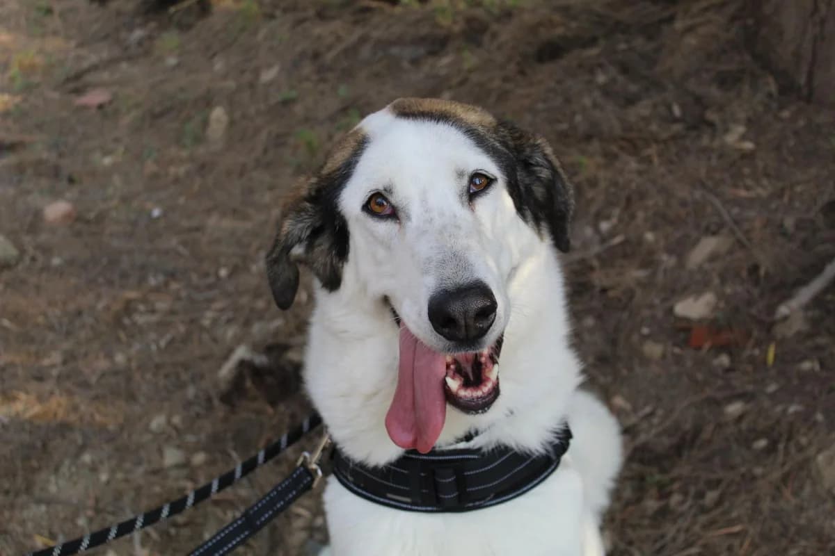 CLEO, Mixed Breed (Protectora Malaga)