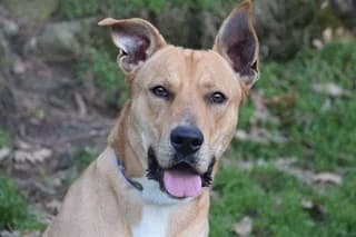 BAMBAM, fawn male Mixed Breed for adoption at El Refugio Madrid, Madrid
